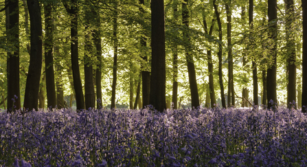 A sea of bluebells in front of native broad-leaved trees in a sun-dappled woodland