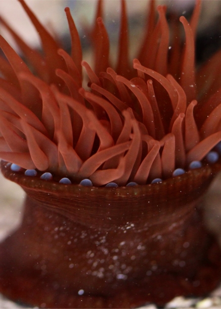 Close-up of a bright red beadlet anemone