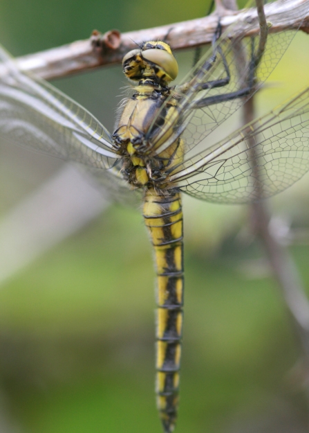 A yellow female black-tailed skimmer dragonfly with a black stripe down each side of her abdomen