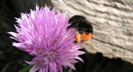 A red-tailed bumblebee with clumps of pollen on its legs feeding from a chive flower