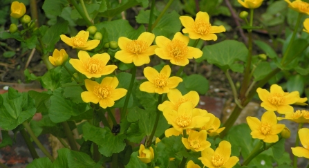 A bright yellow bunch of marsh marigold growing beside a pond