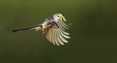 A long-tailed tit in flight with a green caterpillar held in its beak