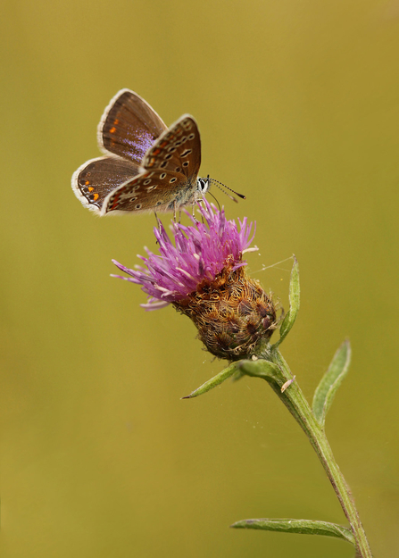 A female common blue butterfly feeding on knapweed