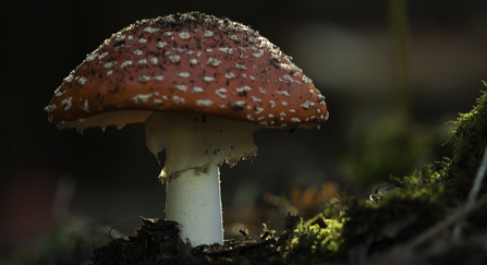 Image shows a fly agaric mushroom on the forest floor