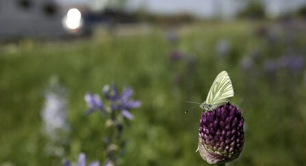 Wildflowers growing by a roadside. A white butterfly rests on one of the flowers.