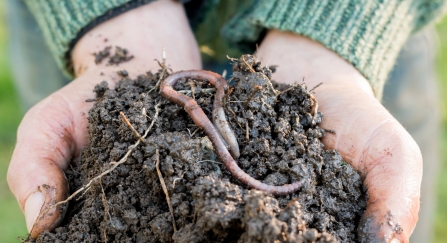 Hands holding soil with a worm