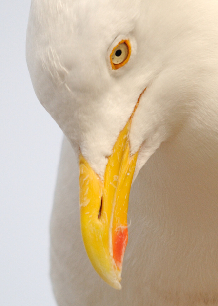 Close-up of the face of a herring gull. It has a yellow beak with a red patch, and a yellow ring around its eye