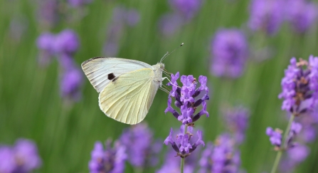 A large white butterfly feeding on lavender flowers