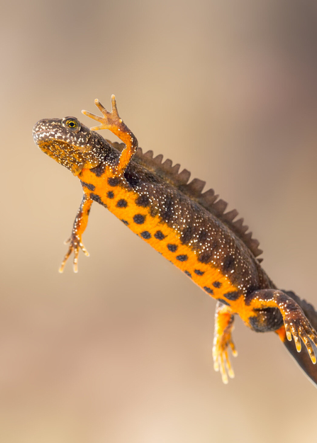 A great crested newt swimming upwards in the water, with one arm raised, showing off its bright orange belly with grey spots