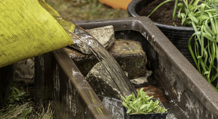 Water pouring out of a bucket of water into a new pond lined with rocks and pond plants