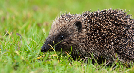 Close-up of a hedgehog walking through short grass