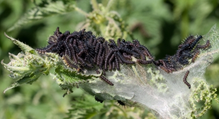 Peacock caterpillars feeding on nettles