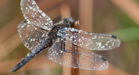 A black darter dragonfly resting on vegetation on a peatland