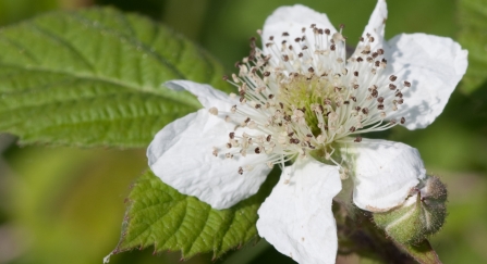 A beautiful white bramble flower open in the sunshine