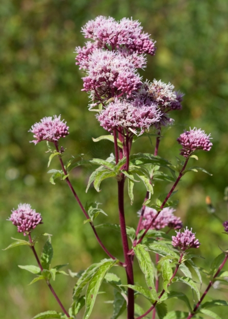 A bunch of pink hemp agrimony growing in the sunshine