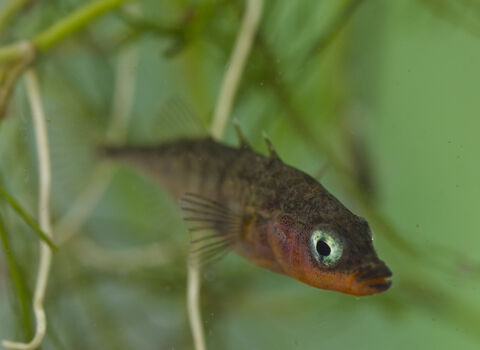 Three-spined stickleback | The Wildlife Trust for Lancashire Manchester ...