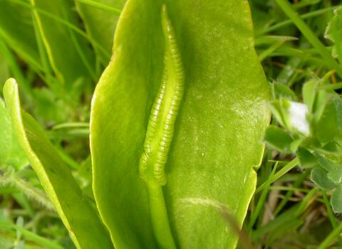 Adder's-tongue Fern