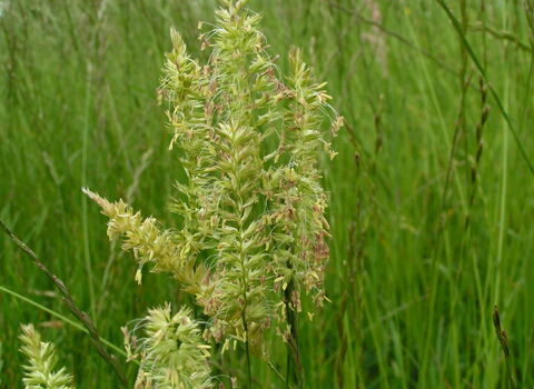 Crested Dog's-tail