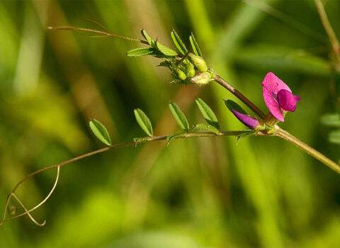 Common Vetch