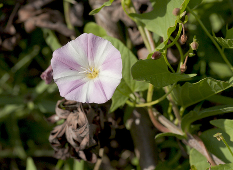 Field Bindweed