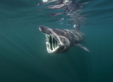 Basking shark