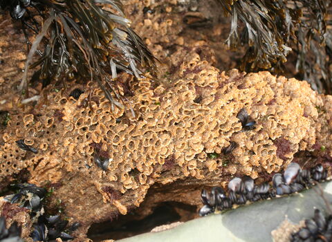 Honeycomb worm