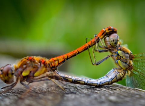 Migrant hawkers - Daniel Parkinson