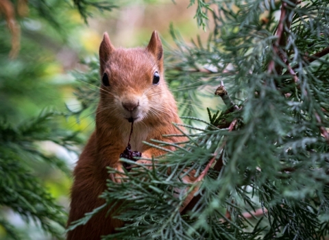 Red squirrel - Helen Haden