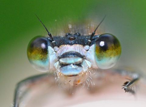 Damselfly 2 Daniel Parkinson