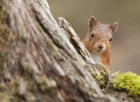 Red squirrel 