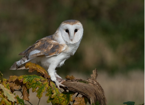 Barn owl by Peter Smith