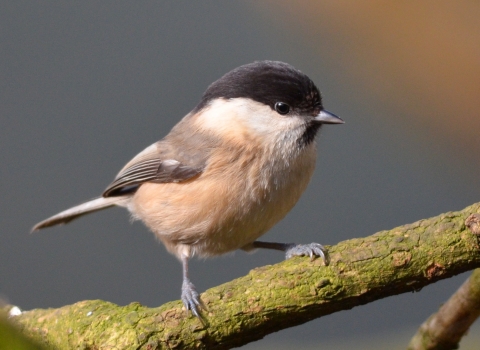 A rare willow tit standing on a tree branch