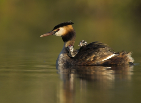 A great crested grebe swimming with two small chicks on its back