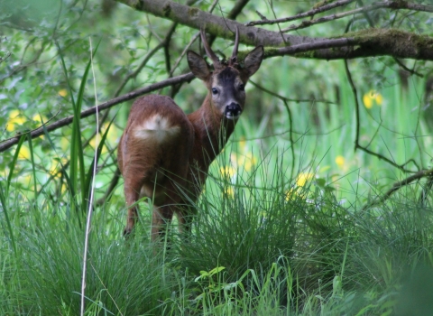 A roe deer in the woodland at Heysham Moss
