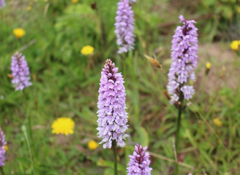 Pink orchids growing at Heysham Nature Reserve