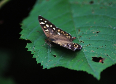 A speckled wood butterfly rests on a leaf
