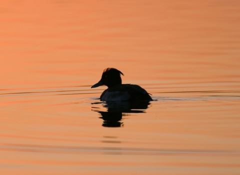 Silhouette of a tufted duck on the lake at Abram Flash at sunset
