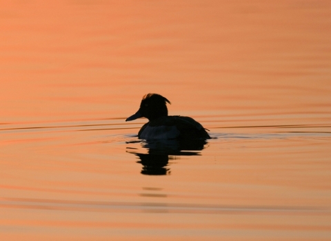 Silhouette of a tufted duck on the lake at Abram Flash at sunset