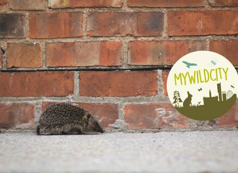 hedgehog  2