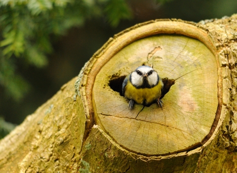 A blue tit perched at the entrance to a log