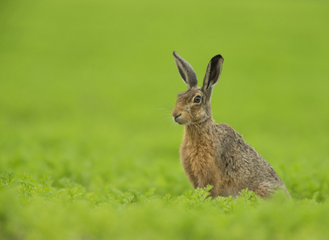 A brown hare sitting in a bright green field