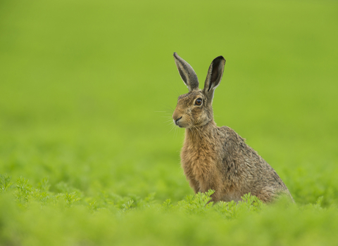 A brown hare sitting in a bright green field