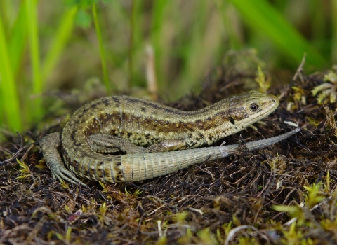 A common lizard basking on a patch of mossy ground