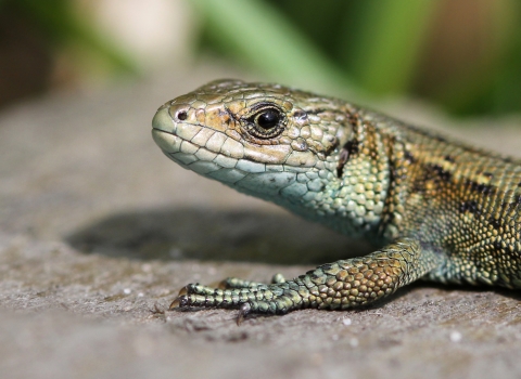 Close-up of a common lizard basking on a rock in the sunshine