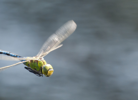 An emperor dragonfly flying over a body of water