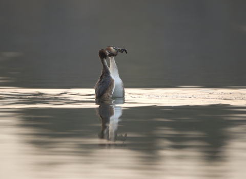 Great crested grebes performing their courtship dance with weeds in their mouths
