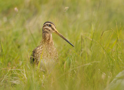 A snipe poking its head above the grass