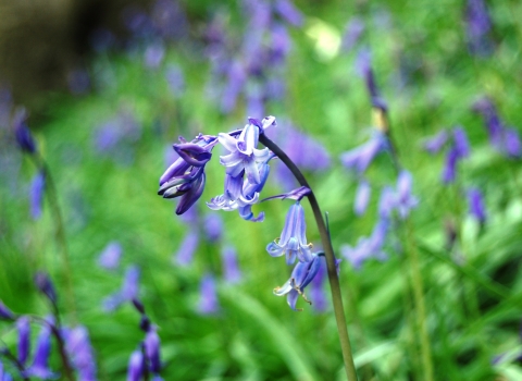 Bluebells waving in the woodland at Upper Bradshaw Valley on the Kingfisher Trail