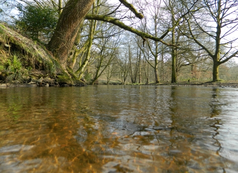 Trees bordering tranquil Bradshaw Brook