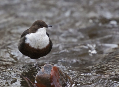 A dipper resting on a rock in a river at Seven Acres on the Kingfisher Trail